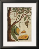 Mango Tree Prints by Michael Boym
