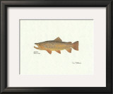 Brown Trout Posters by Ron Pittard