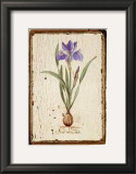 Iris Reticulata Art by Lisa Canney Chesaux