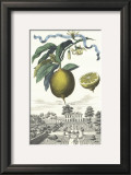 Limon Zucherin Pôsters por Johann Christof Volckamer