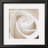 Rose Posters by Angelos Zimaras