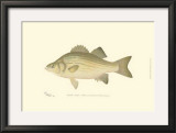 White Bass Prints by Denton 