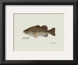 Largemouth Bass Fish Prints by Ron Pittard