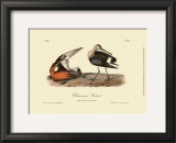 Hudsonian Godwit Posters by John James Audubon