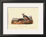 California Partridge Prints by John James Audubon