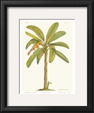 Banana Plant Print by Georg Dionysius Ehret