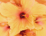 Hibiscus Cluster I Posters by Karol King