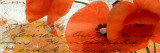 Poppies Composition III Posters par Patricia Quintero-Pinto