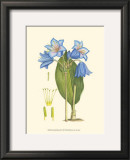 Periwinkle Blooms II Poster by Samuel Curtis