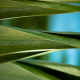 Palma III Posters av Susan Bryant