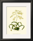 Orchid Array III Prints by Drake 
