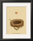 Antique Nest and Egg III Posters by Reverend Francis O. Morris