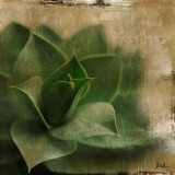 Succulent II Láminas por Patricia Quintero-Pinto