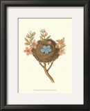 Antique Bird's Nest I Posters by James Bolton