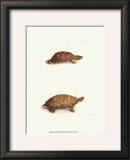 Antique Turtles I Poster by J.W. Hill