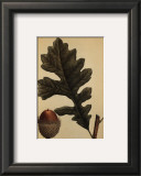 Over Cup White Oak Prints by Francois A. Michaux