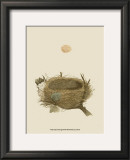 Antique Nest and Egg II Prints by Reverend Francis O. Morris