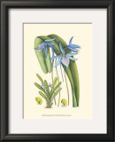 Periwinkle Blooms IV Print by Samuel Curtis