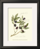 Gaeta Olives Posters by Elissa Della-piana