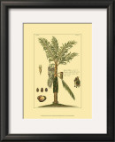 Printed Exotic Palm VI Art by Pierre-Joseph Buchoz