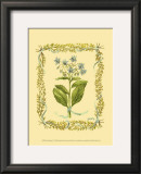 Borage Prints by Wendy Russell