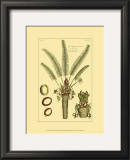 Printed Exotic Palm III Prints by Pierre-Joseph Buchoz