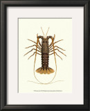 Antique Lobster IV Prints by James Sowerby