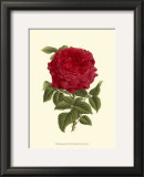 Magnificent Rose II Posters por Ludwig Van Houtte