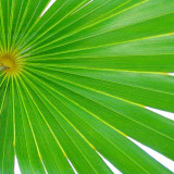 Exposed Palm II Prints by Karol King