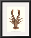 Antique Lobster II Prints by James Sowerby