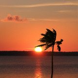 Sunset Palm Prints by Karol King