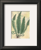 Forest Sword Fern Prints by Walter Robertson