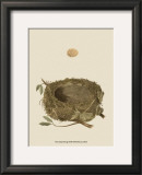 Antique Nest and Egg I Posters by Reverend Francis O. Morris