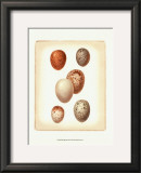 Bird Egg Study III Prints by Vision Studio 