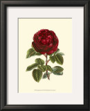 Magnificent Rose III Pôsters por Ludwig Van Houtte