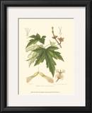 White Maple Print by Sprague 