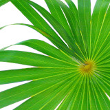 Exposed Palm I Posters by Karol King