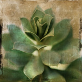Succulent I Poster by Patricia Quintero-Pinto