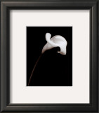 Calla Poster by Sara Liu