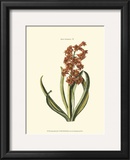 Antique Hyacinth V Prints by Christoph Jacob Trew
