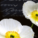 Poppies Over Black I Poster by Patricia Quintero-Pinto