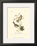 Hudson's Bay Titmouse Posters by John James Audubon