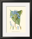Periwinkle Blooms I Prints by Samuel Curtis