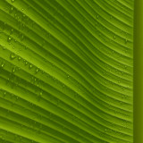 The Perfect Leaf I Posters by James Karpac