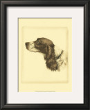 Danchin Cocker Spaniel Posters by Danchin 