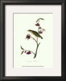 Thrush Posters by John James Audubon