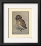 Little Owl Prints by Albrecht Dürer