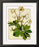 Helleborus Prints by Anna Martin