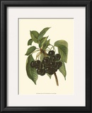 Black Cherries Print by John Wright