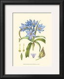 Periwinkle Blooms III Prints by Samuel Curtis